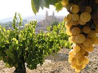 Rioja Biking Wine Tour ~ Vineyards of Rioja